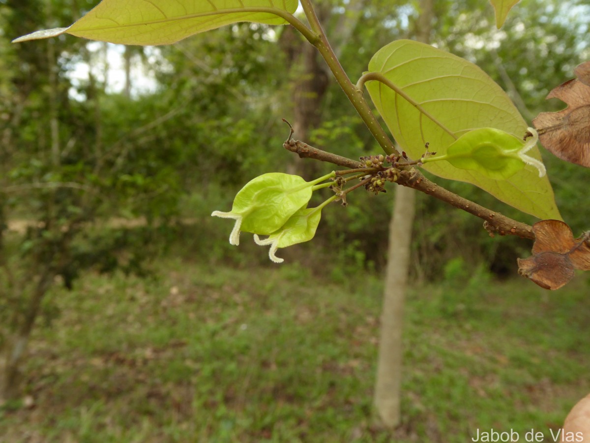 Holoptelea integrifolia (Roxb.) Planch.
